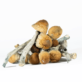 A-One Mushrooms – B Plus