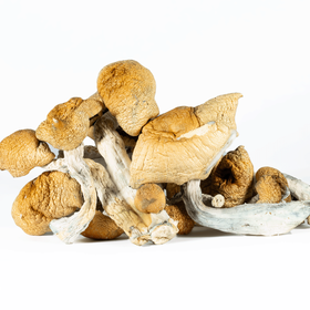 Hillbilly Magic Mushrooms