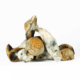Makilla Gorilla Magic Mushrooms