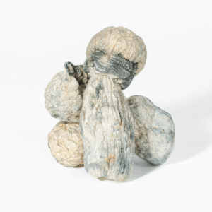 Albino Penis Envy Mushrooms (A.P.E)