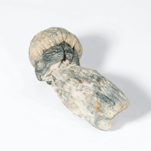 Albino Penis Envy Mushrooms (A.P.E)