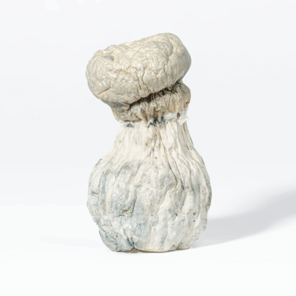 Albino Penis Envy Mushrooms (A.P.E)