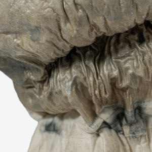 Albino Penis Envy Mushrooms (A.P.E)