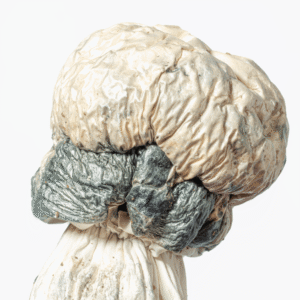 Albino Penis Envy Mushrooms (A.P.E)