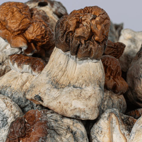 B+ Magic Mushrooms