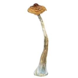 A-One Brazilian Mushrooms