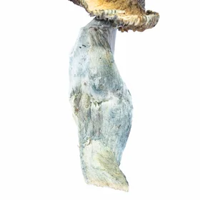 A-One Ecuadorian Magic Mushrooms