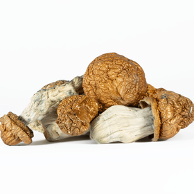 A-One Golden Emperor Mushrooms