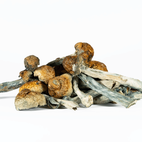 A-One Golden Teacher Mushrooms