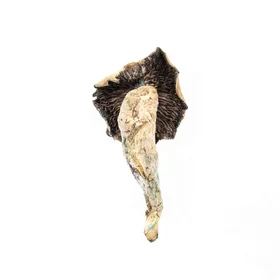 PF Classic Magic Mushrooms