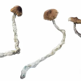 Mazatapec Magic Mushrooms