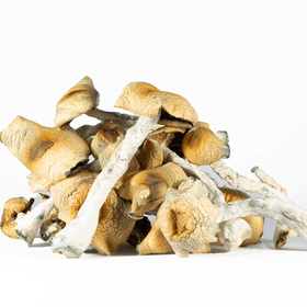 Steel Magnolia Magic Mushrooms
