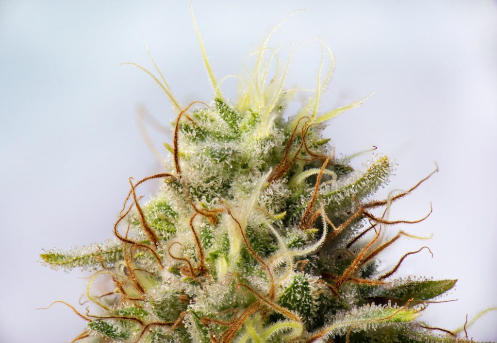 What is TAC in Weed?
