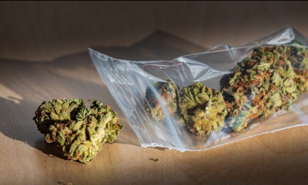 marijuana-scaled-e1635716908366 cbd weed