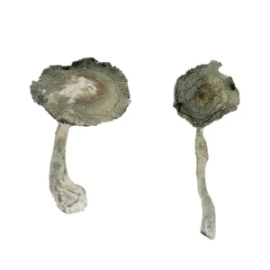 buy APEX Magic Mushrooms