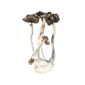 Buy APEX Magic Mushrooms,
