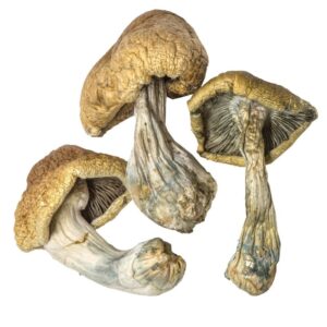 buy Albino Cambodians Magic Mushrooms