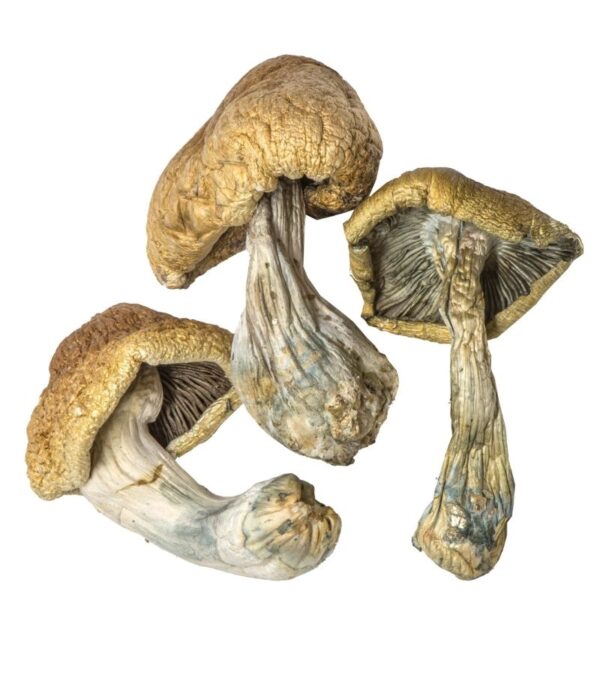 buy Albino Cambodians Magic Mushrooms