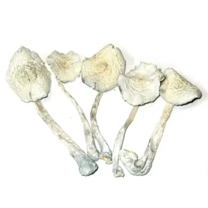 buy Albino Zilla Magic Mushrooms