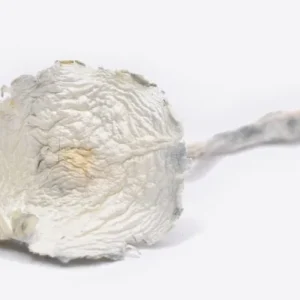buy Albino Zilla Magic Mushrooms
