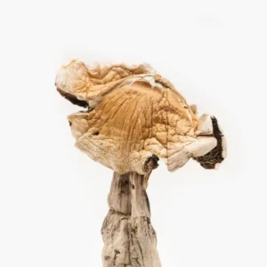 Amazonian Magic Mushrooms for sale
