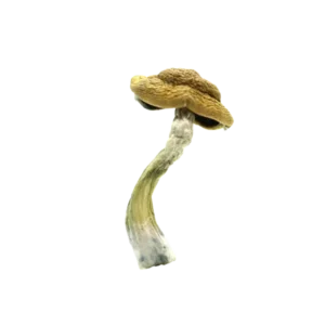 Amazonian Magic Mushrooms