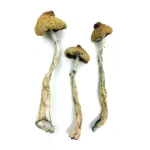 buy Arenal Volcano Magic Mushrooms
