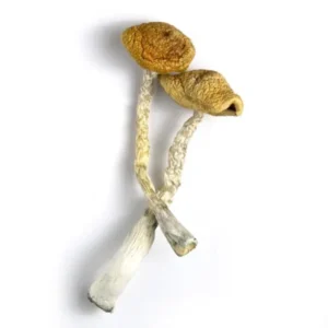 buy Aztec God Magic Mushrooms