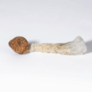 Dried Blue Meanies Mushrooms
