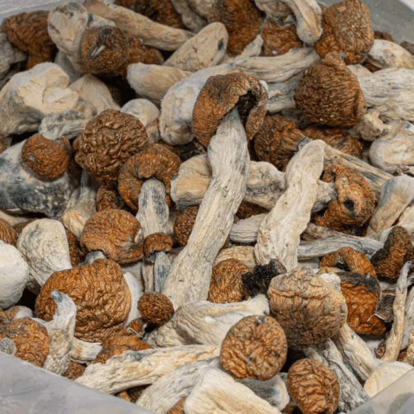 Dried Blue Meanies Mushrooms