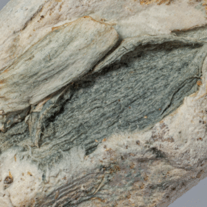 Blue Pulaski Mushrooms