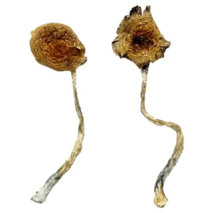 Ban Thurian Magic Mushrooms for sale
