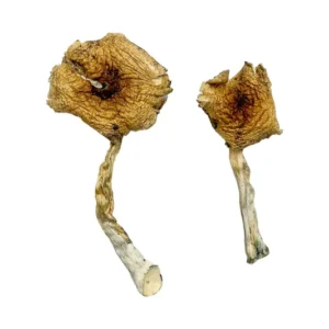 buy Ban Thurian Magic Mushrooms