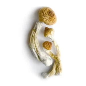 Buy Big Mex Magic Mushrooms online