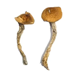 Buy Big Mex Magic Mushrooms