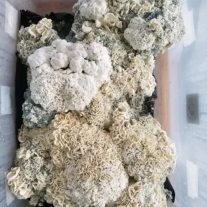 Buy Enigma Magic Mushrooms