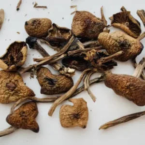Buy Wavy Cap Mushrooms