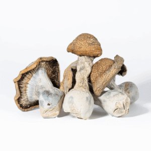 Code Blue Mushrooms