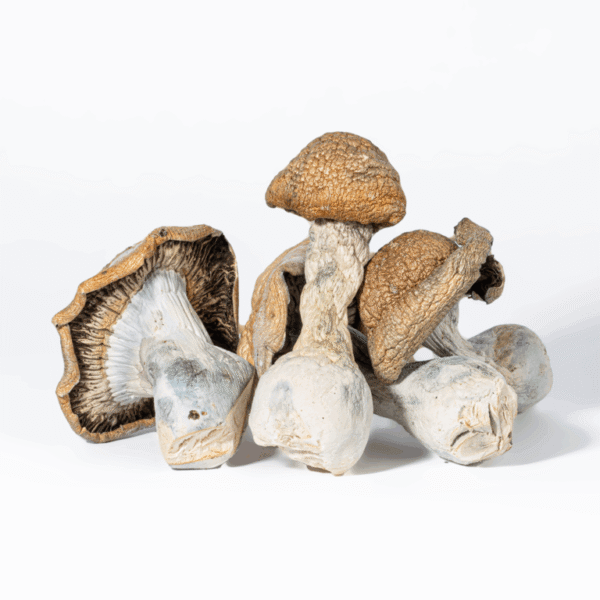 Code Blue Mushrooms
