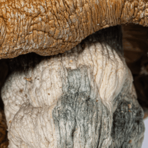 Code Blue Mushrooms