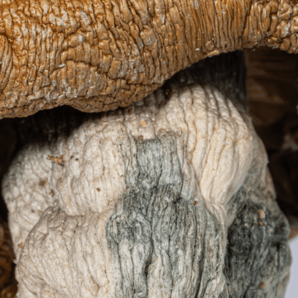 Code Blue Mushrooms