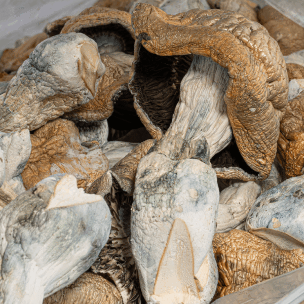 Code Blue Mushrooms