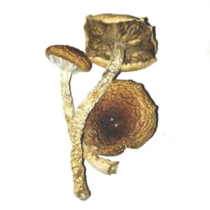 buy Dried lizard King Mushrooms