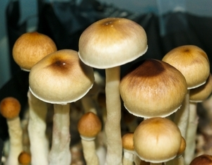 Dried lizard King Mushrooms for sale