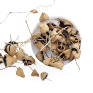 buy Liberty Caps Magic Mushrooms