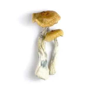 Order Creeper Magic Mushrooms