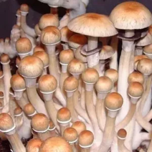 Order Creeper Magic Mushrooms