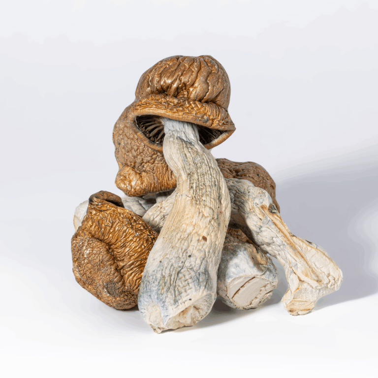 Tidal Wave Mushrooms