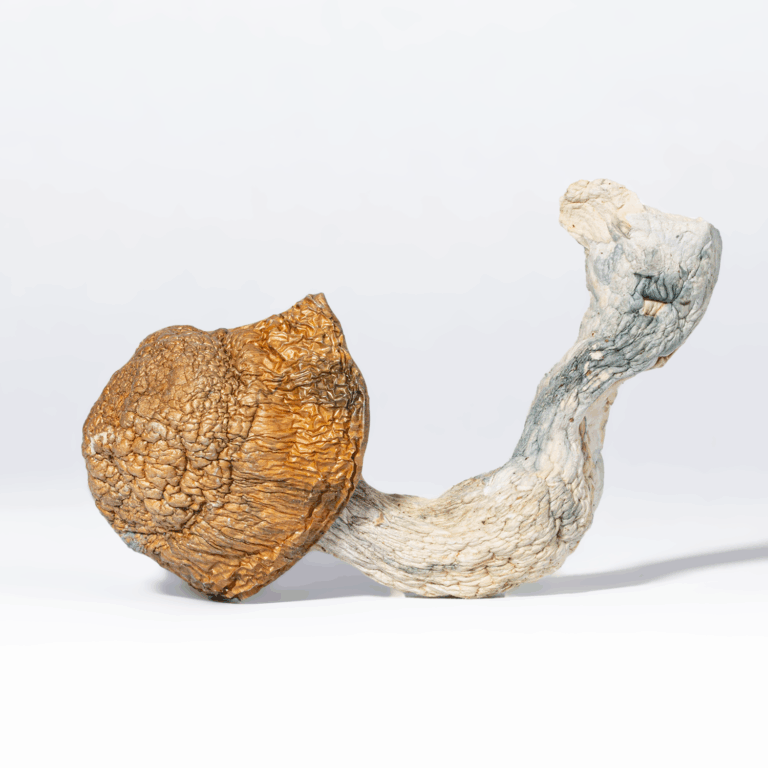 buy Tidal Wave Mushrooms