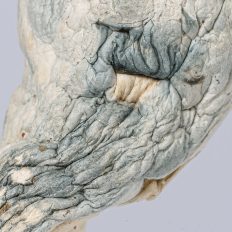 Tidal Wave Mushrooms